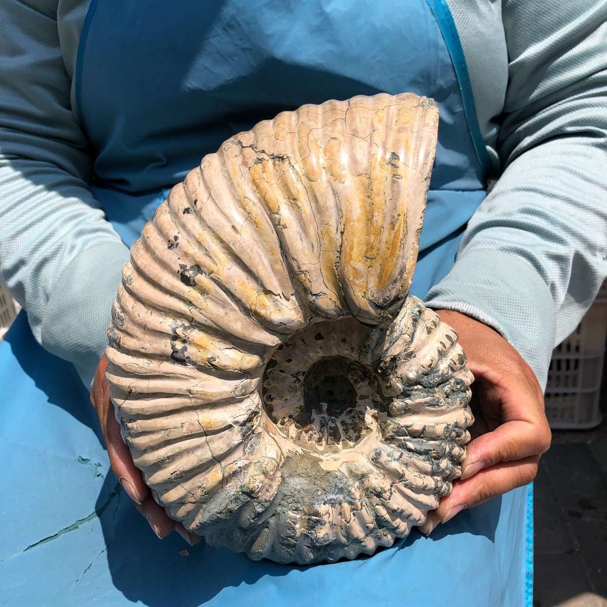9.52LB Natural Beautiful Ammonite Fossil Conch Crystal Specimen Healing 5376