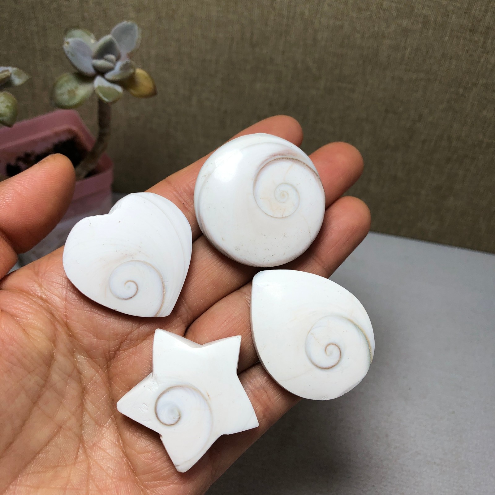 4pcs Rare sun shell Reiki Shiva Eye ocean semi-precious stone 75g A2758