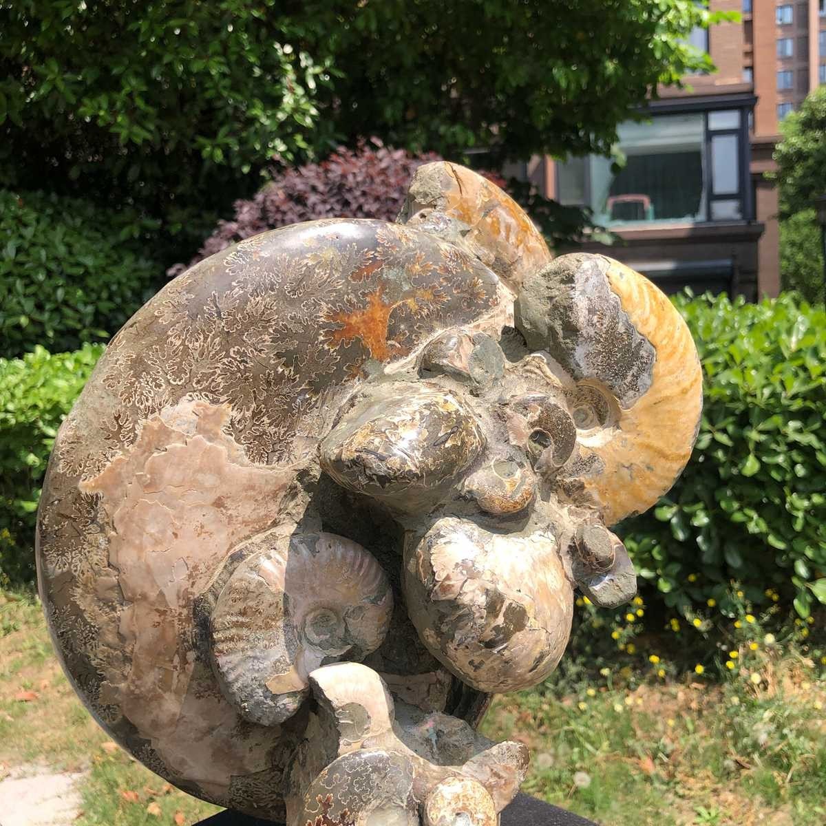 18.15LB Natural Beautiful Ammonite Fossil Conch Crystal Specimen Healing 5119