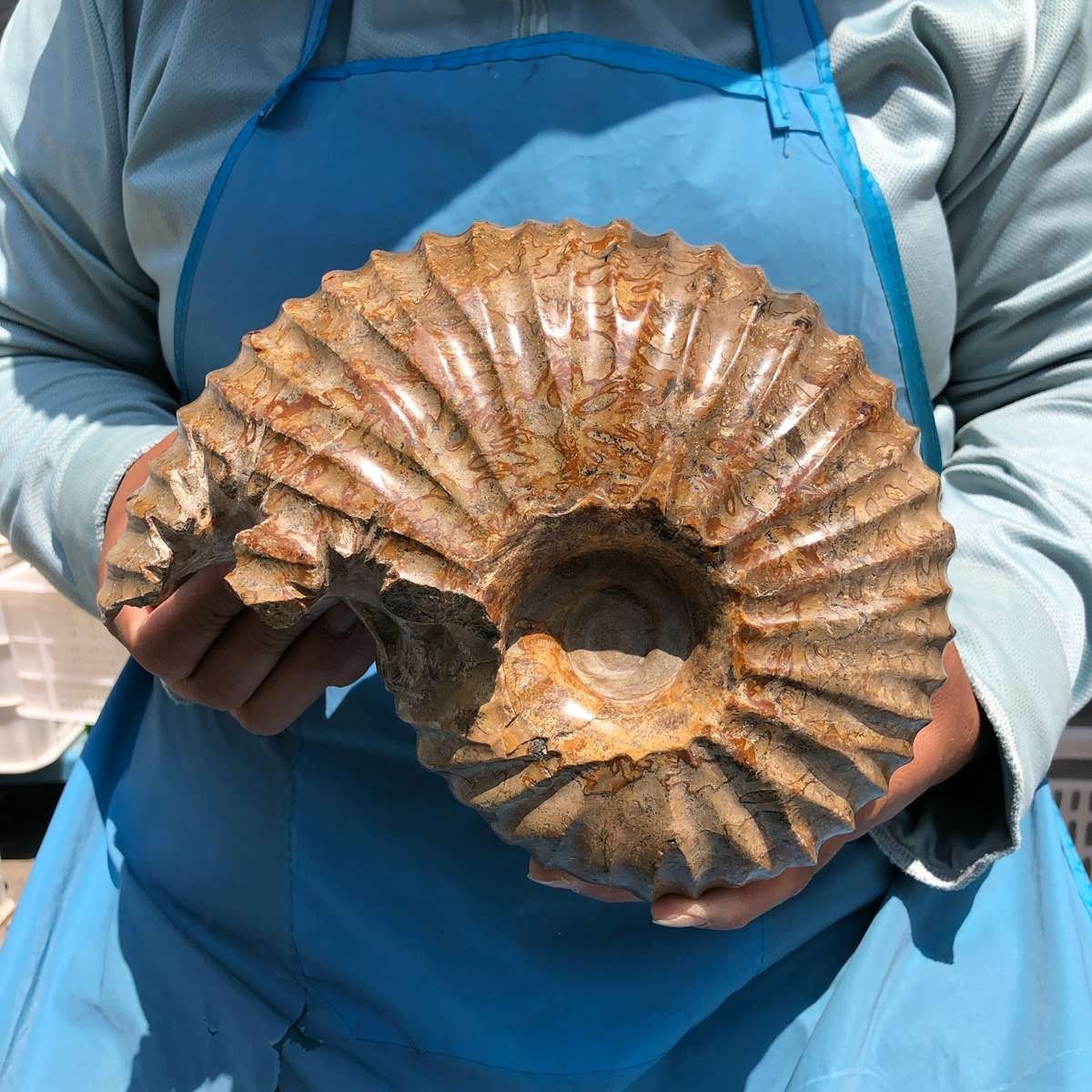 8.91LB Rare! Natural Tentacle Ammonite Specimen Healing Madagascar