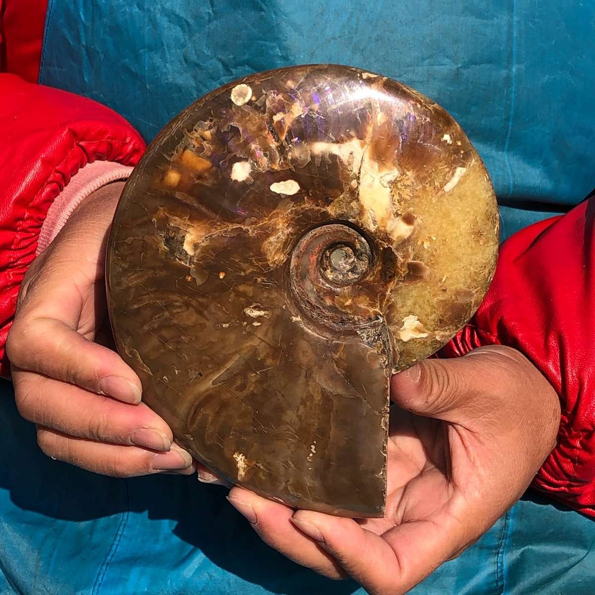 2pcs 3.65LB Natural Horn Screw Fossil Ammonite Conch Crystal Specimen Healing