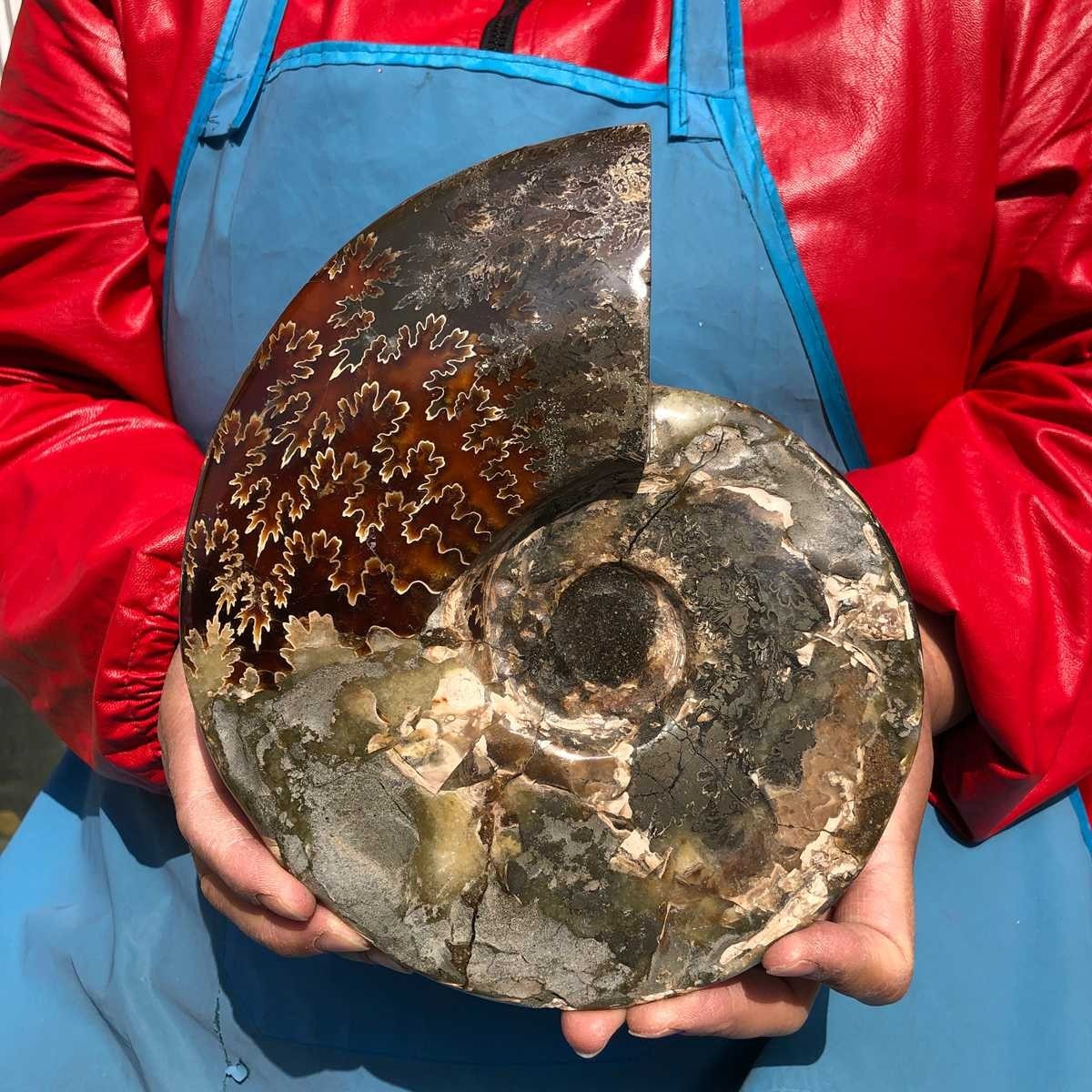 3.65LB AAA Natural Polished Ammonite Fossil with Suture Detail healing