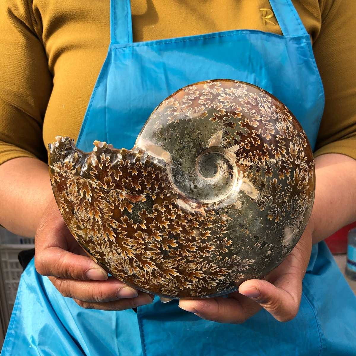 Polished Natural Ammonite Fossil Slice Conch Specimen Healing Minera MH4672