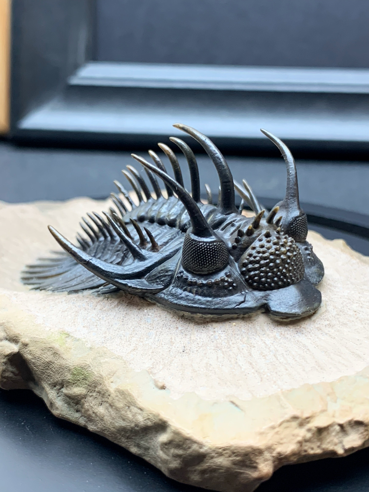 1:1 Comura Bullyneki Trilobite Resin Replica, Spiny Trilobite Fossil Display