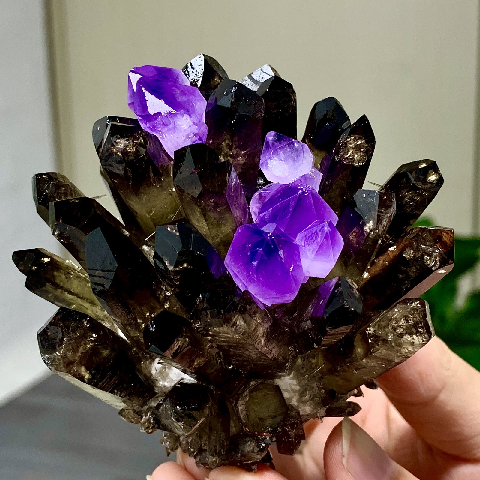 290G New Find black+purple Phantom Quartz Crystal Cluster Mineral Specimen