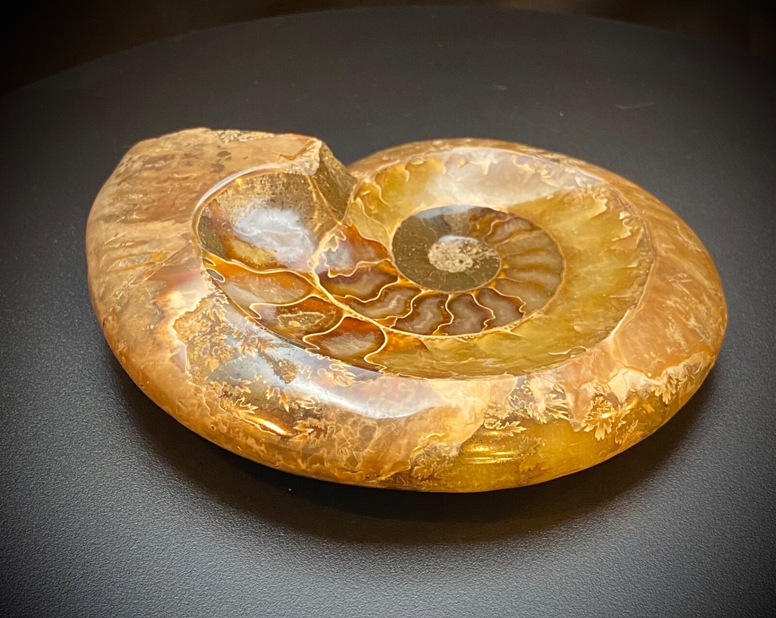 Ammonite Bowl 5.3″ 1 lb
