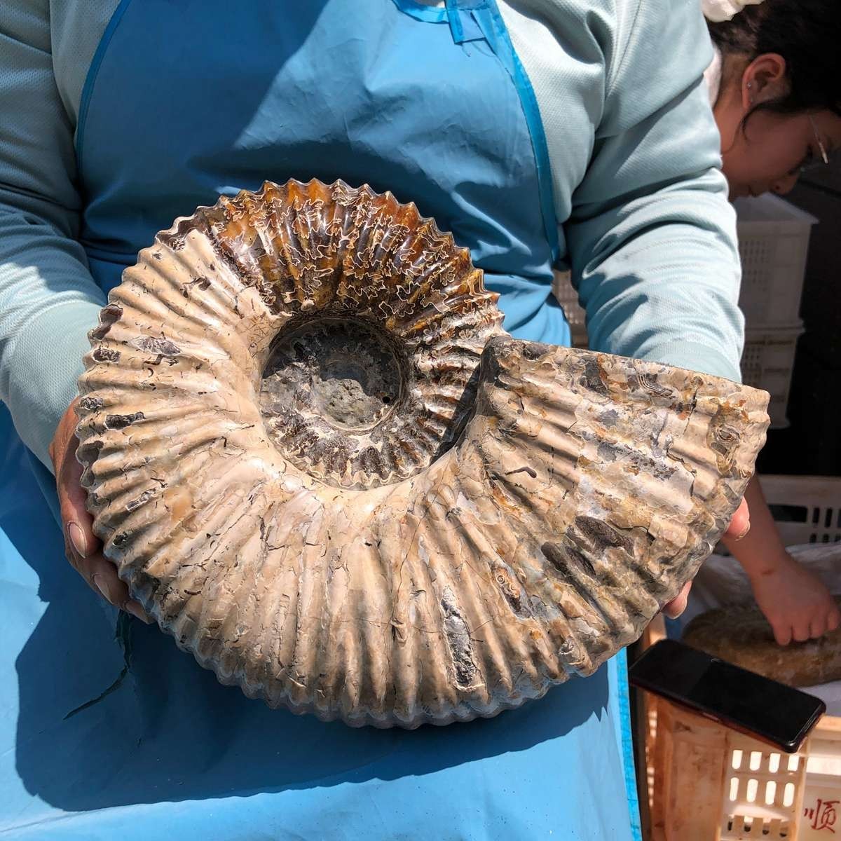 17.75LB Natural Beautiful Ammonite Fossil Conch Crystal Specimen Healing 5386