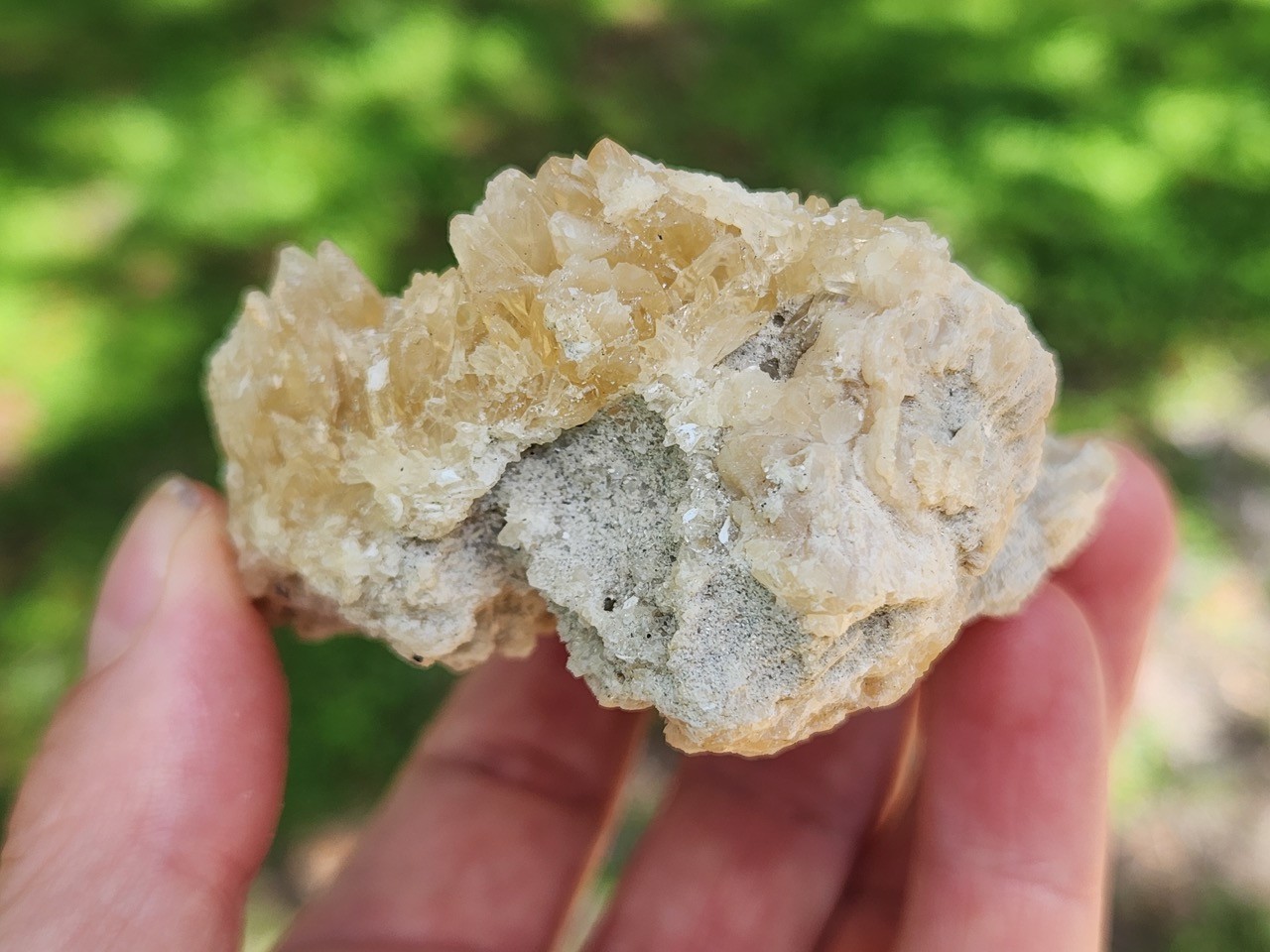 Calcite WHELK Shell Fossil Rucks Pit Florida dogtooth UV crystal honey cluster