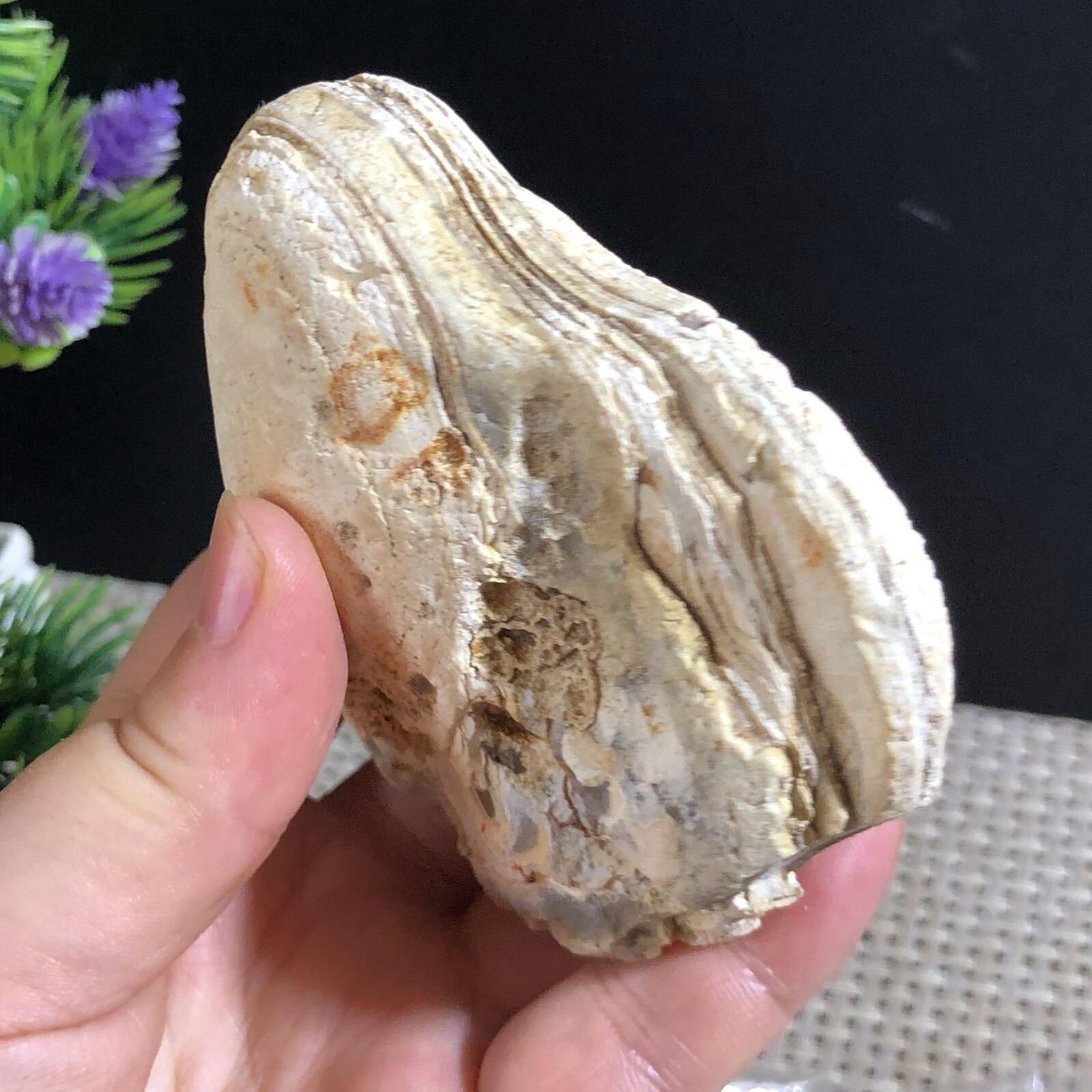 205g Bonsai Suiseki- Gobi Agate Eyes Stone-Rare Stunning Viewing #276