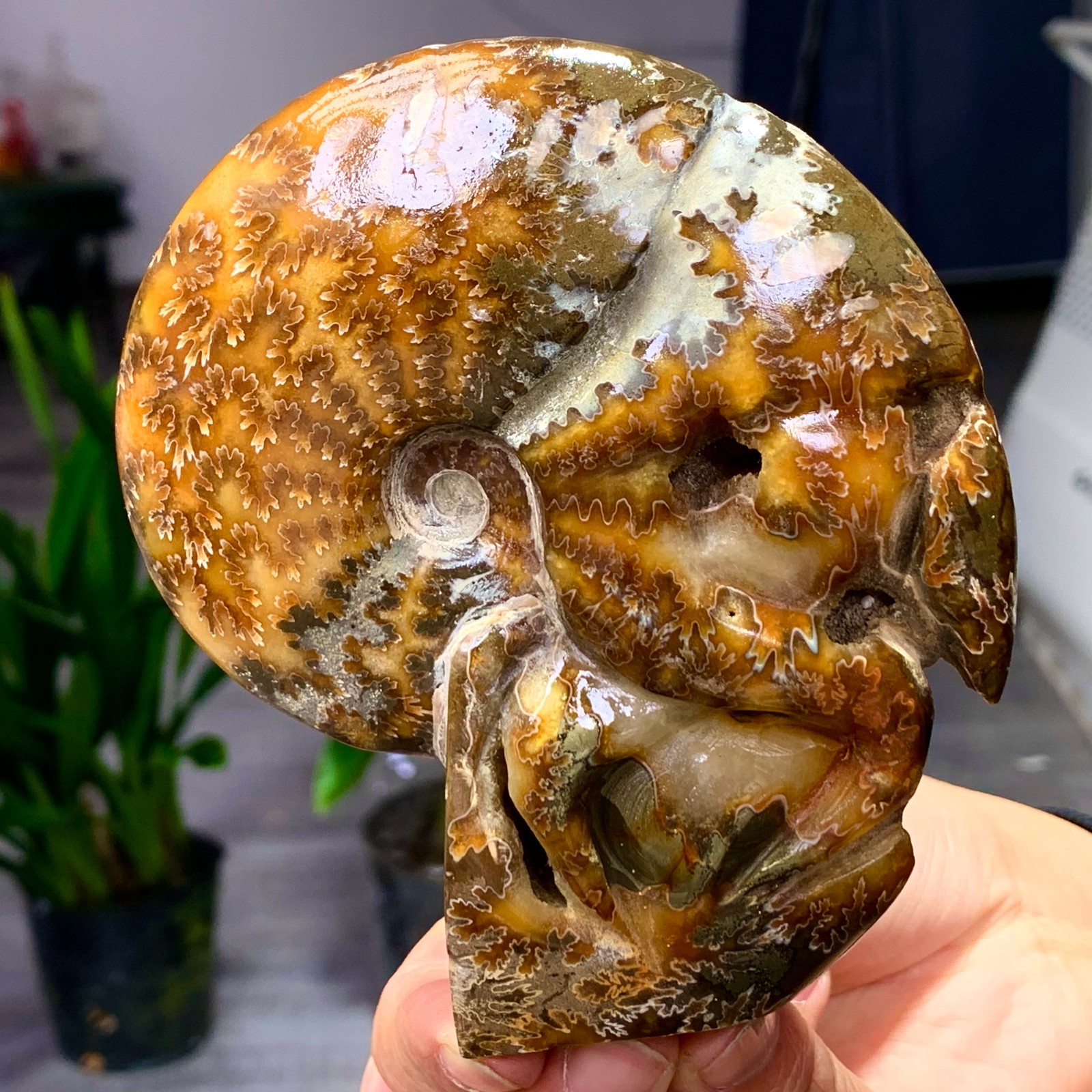 364G Rare! Natural Tentacle Ammonite Fossil Shell Healing Madagascar