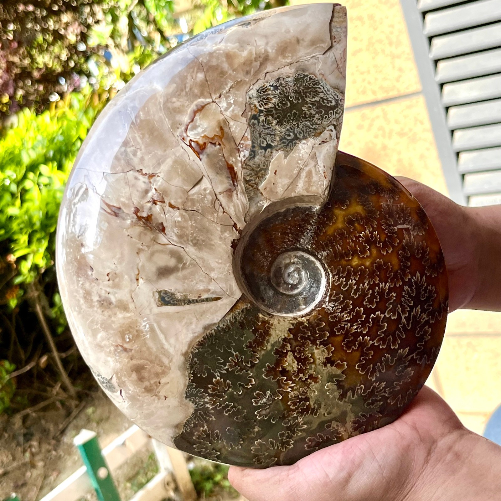 Polished Madagascar Ammonite Fossil Natural Gemstone Spiral Shell Decor 6.3 lb