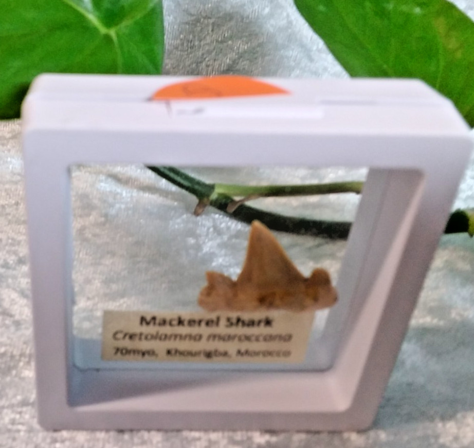 Mackerel Shark Tooth ~ Cretolamna Maroccana, 70 MYO, Morroco ~ Display 7cm (A)