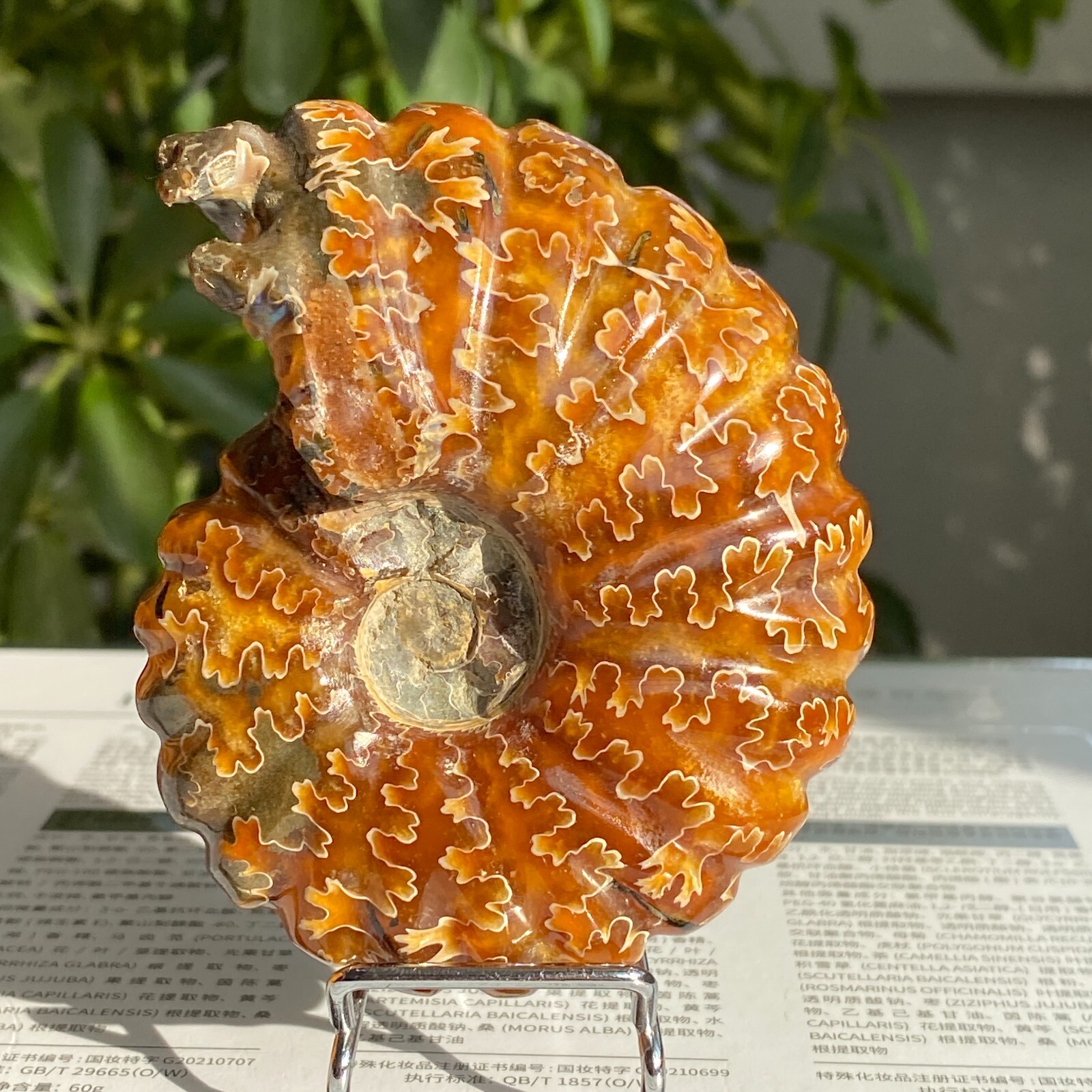 200g Top Natural Horn Screw Fossil Ammonite Conch Crystal Specimen Healing