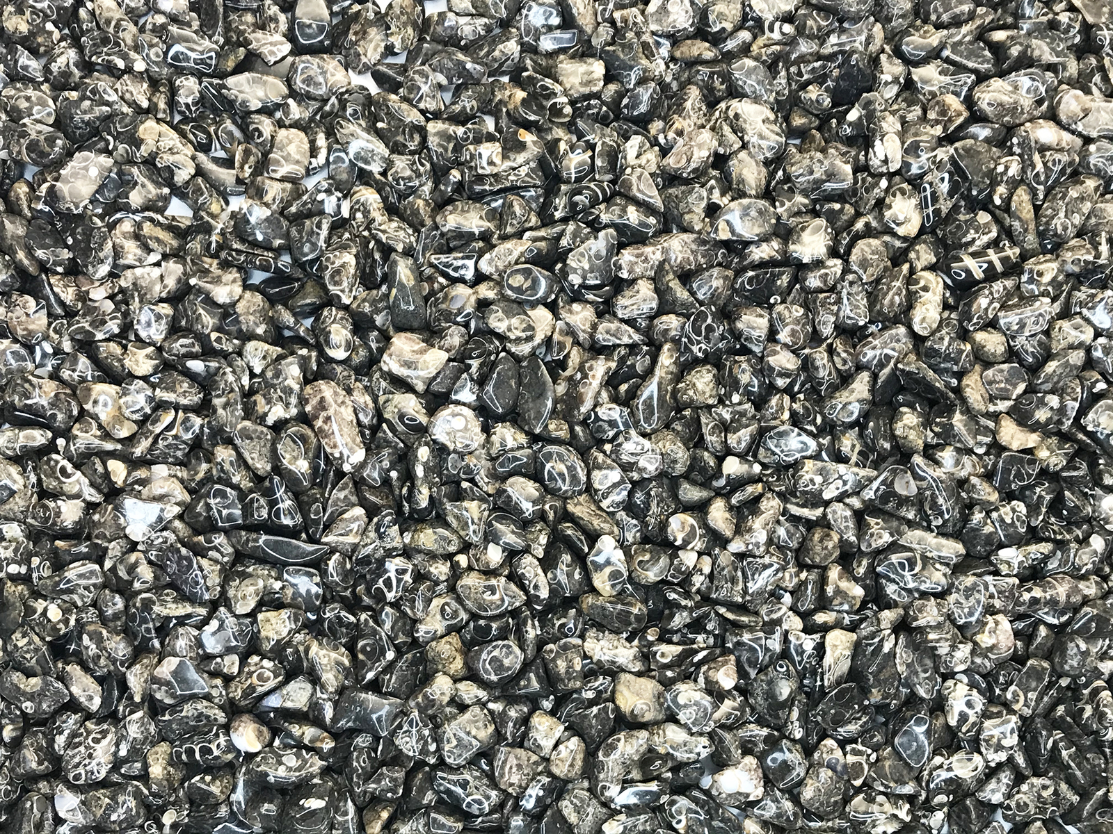 FOSSIL TURRITELLA AGATE X-SMALL ( 5/16″ to 5/8″ ) polished stones. 1/2 lb