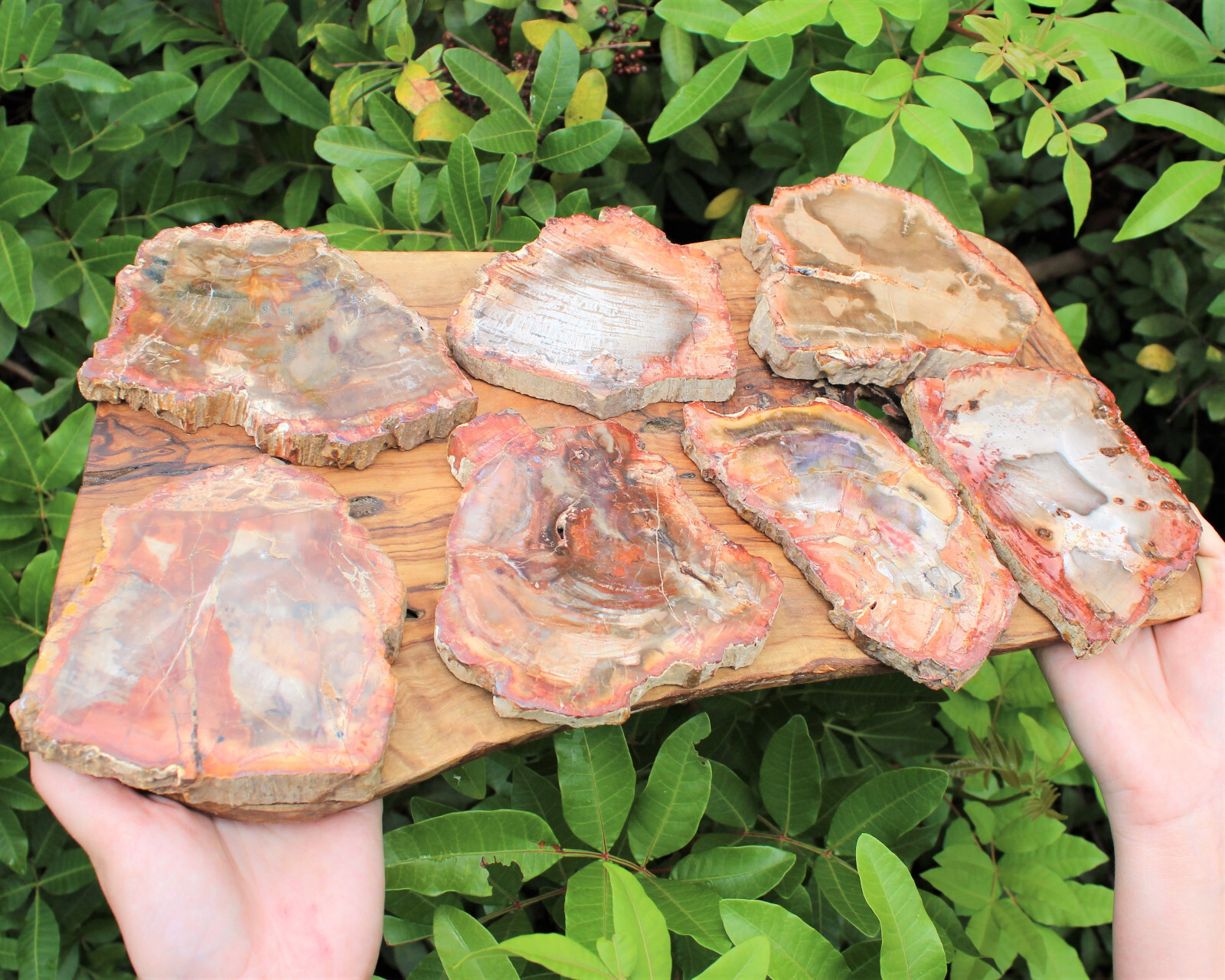 LARGE Petrified Wood Slabs 3.5 – 6″ (Fossilized Wood, Polished Petrified Wood)