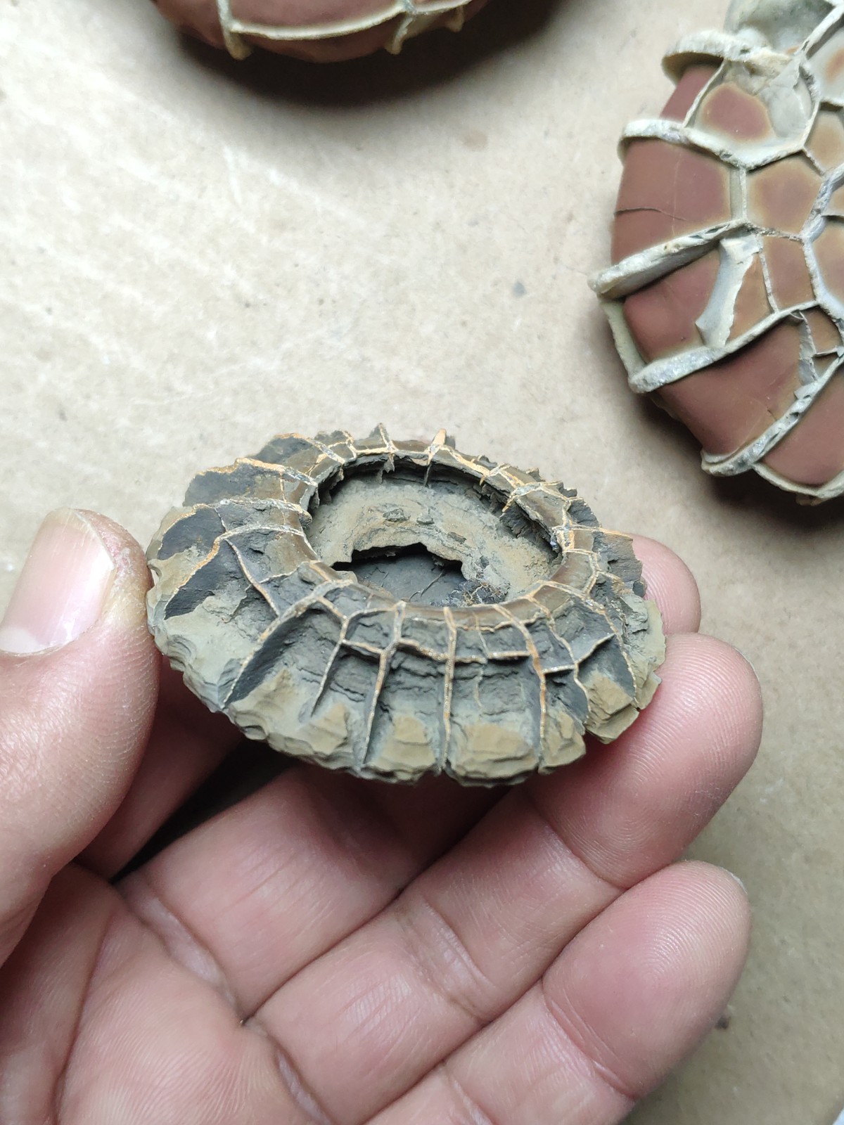 44g rare Natural tortoise back pattern stone Moire stone Specimen