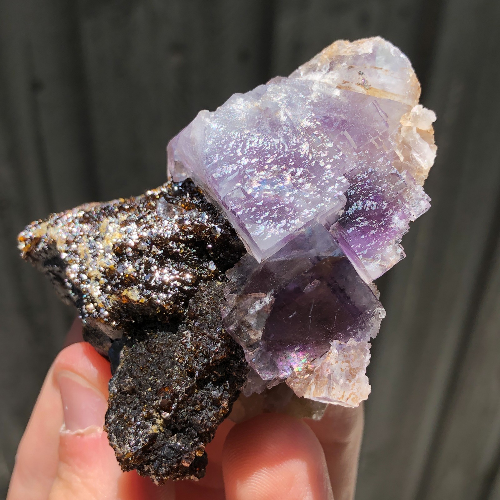 7.3cm Fluorite Crystals on Sphalerite from Minerva No. 1 Mine, Illinois, USA