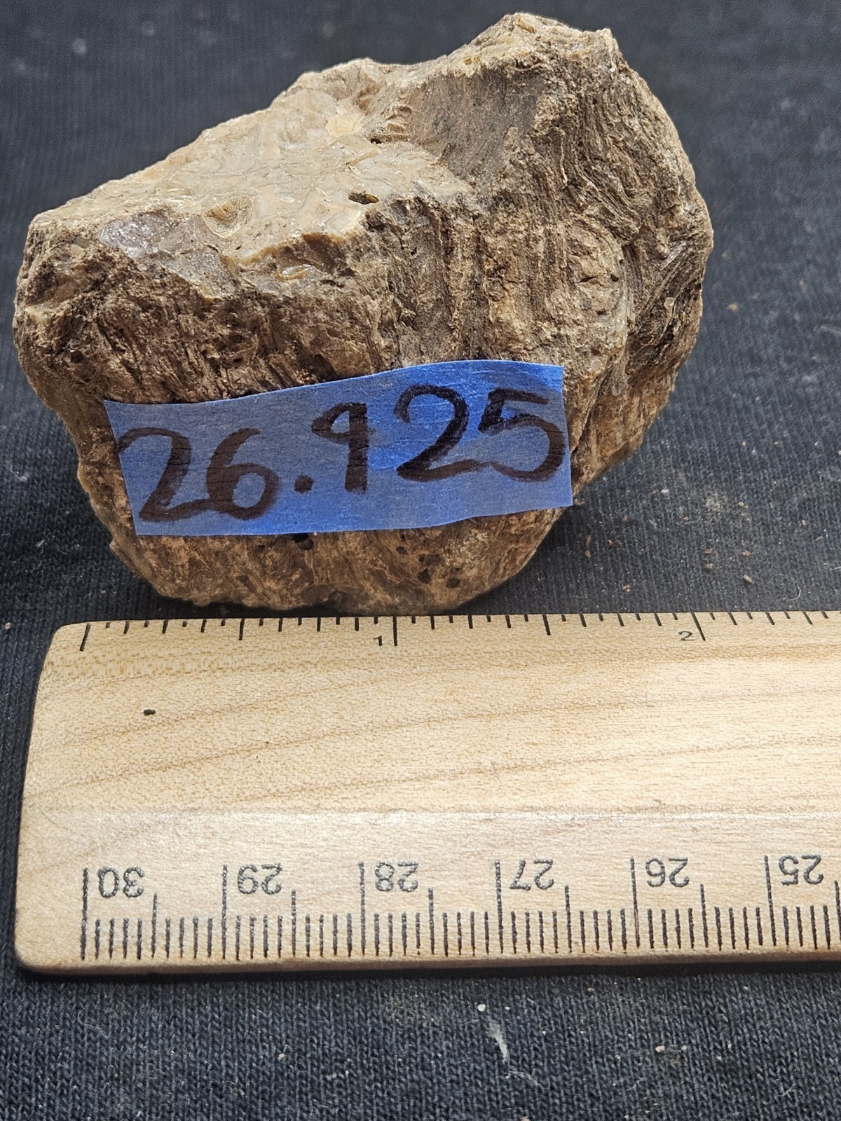 Natural Raw Amber Specimen Rough Unpolished Fossilized Resin Stone Rock