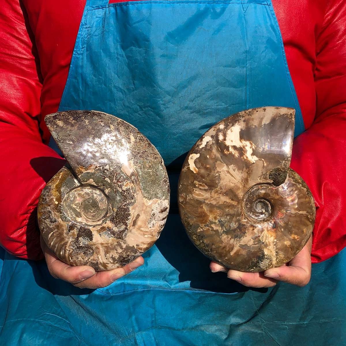 2pcs 3.65LB Natural Horn Screw Fossil Ammonite Conch Crystal Specimen Healing