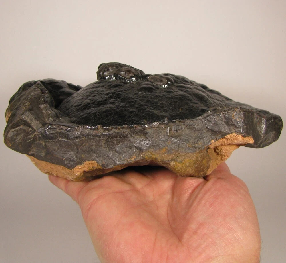 7.8″ BOTRYOIDAL HEMATITE Kidney Ore Cluster – Morocco – 6 lbs.