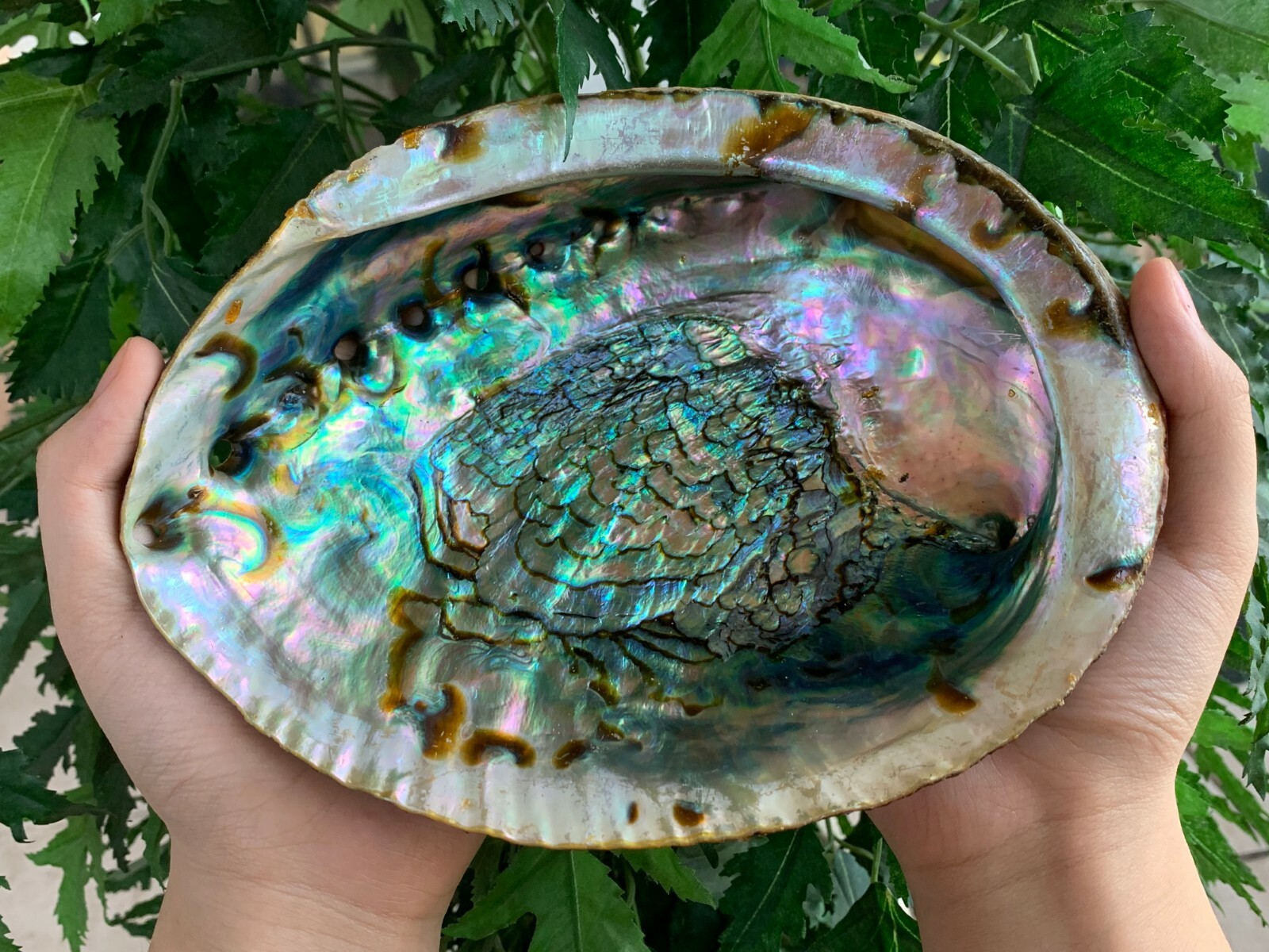 Jumbo Abalone Shell 7-8″, Huge Seashell Incense Burner, Smudge Bowl, Bulk Lot