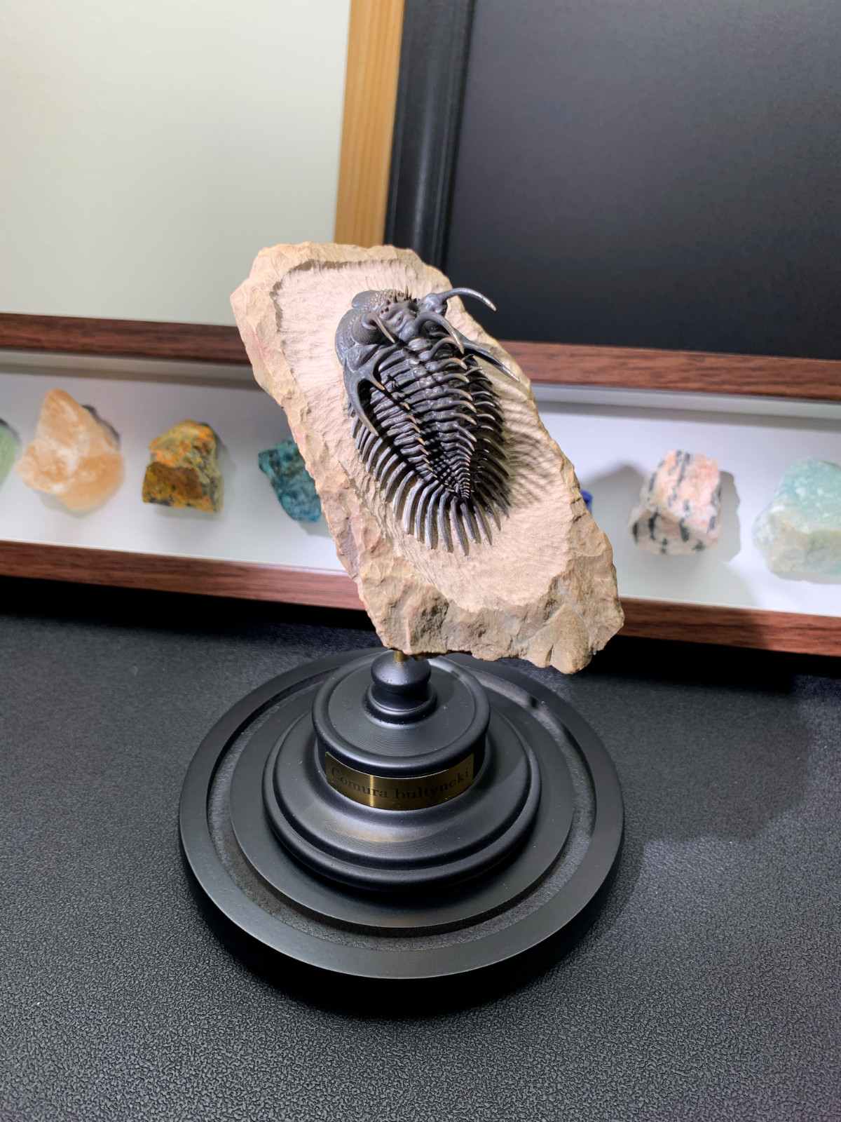 1:1 Comura Bullyneki Trilobite Resin Replica, Spiny Trilobite Fossil Display