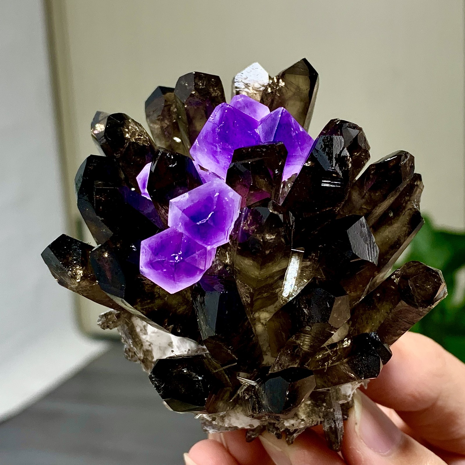 290G New Find black+purple Phantom Quartz Crystal Cluster Mineral Specimen