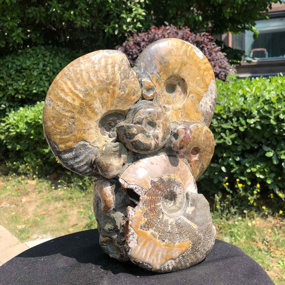 9.24LB Rare! Natural Tentacle Ammonite Fossil Specimen Shell Healing Madagasc