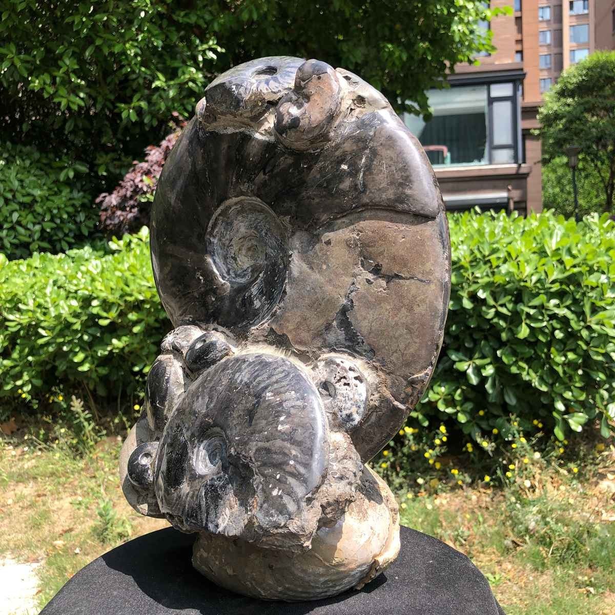 23.4LB Natural Beautiful Ammonite Fossil Conch Crystal Specimen Healing 5121