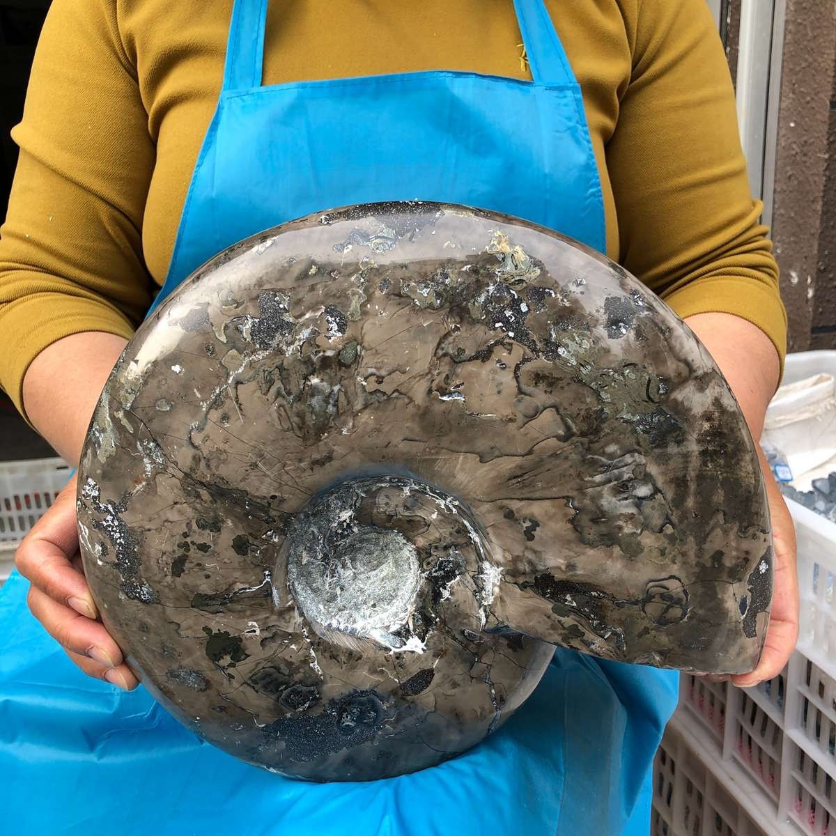 10.75LB Natural Beautiful Ammonite Fossil Conch Crystal Specimen Healing 4593
