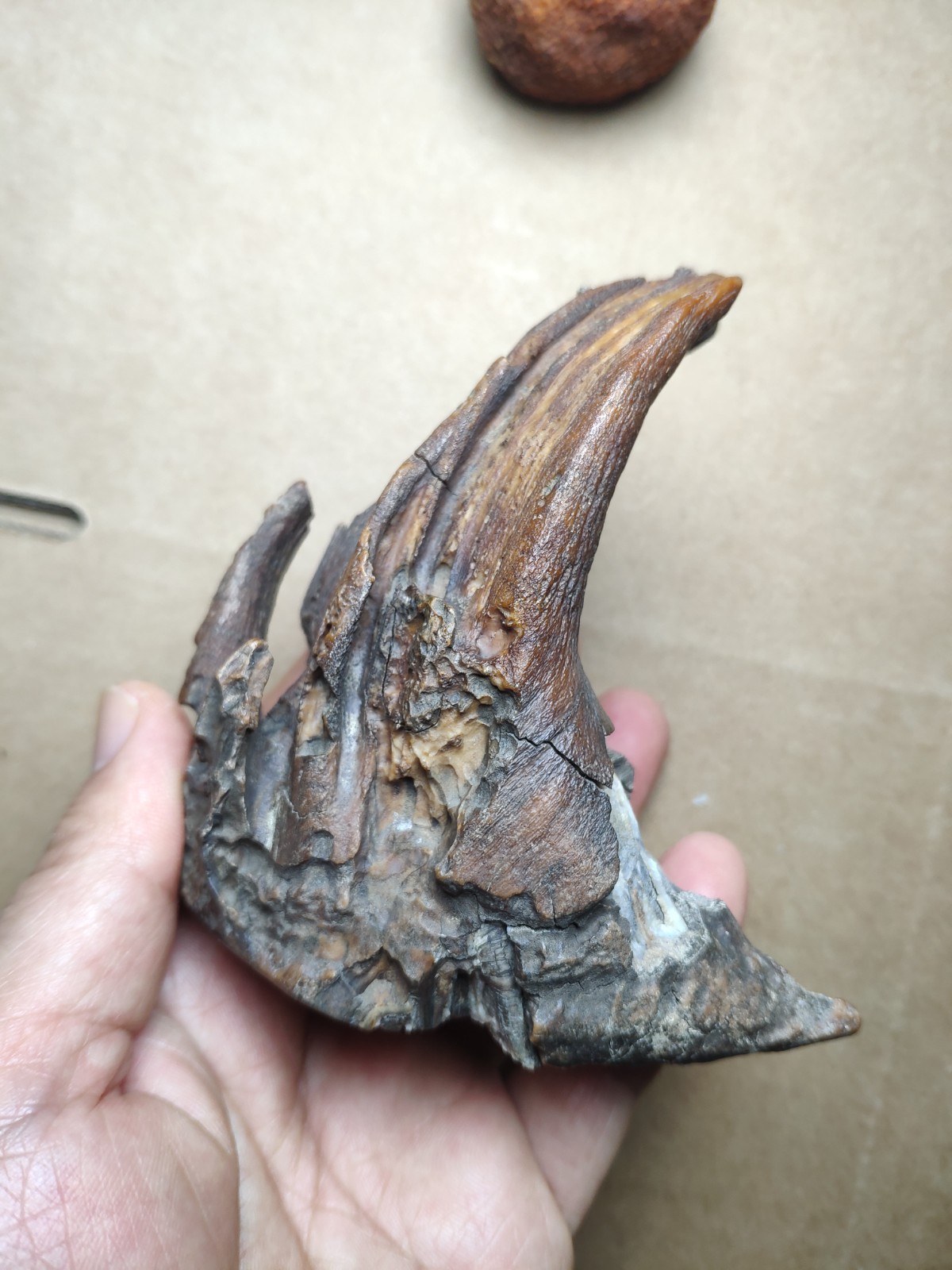 290g Beautiful Ice Age tooth collection