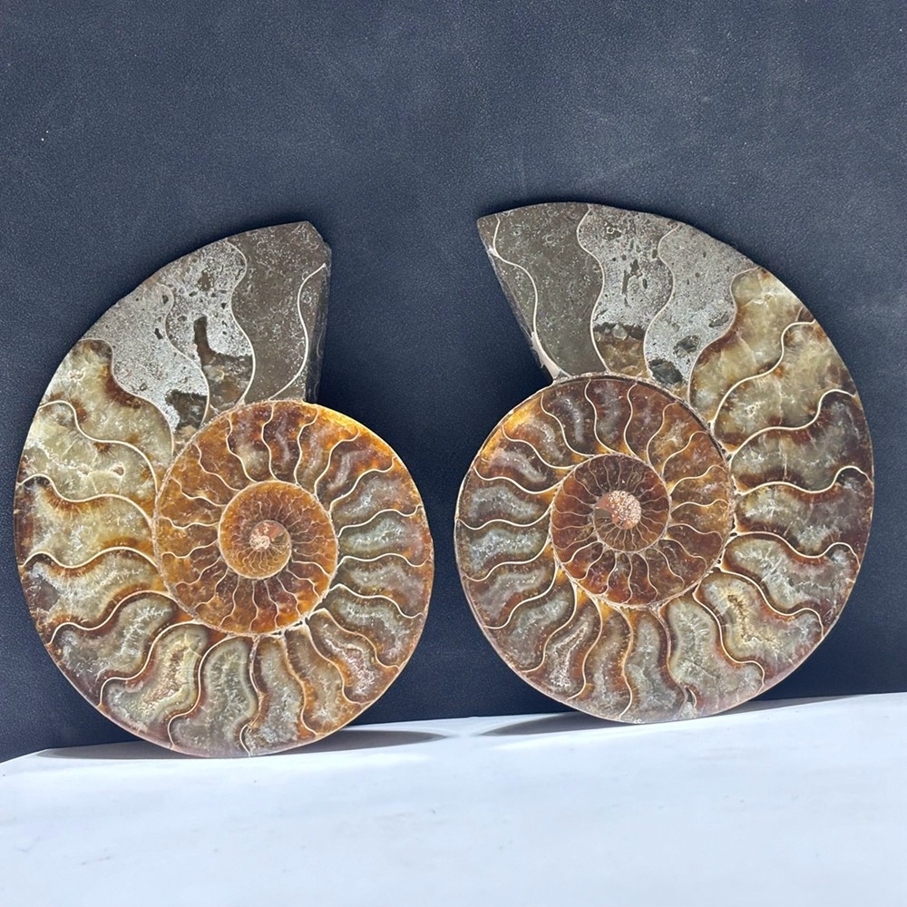 TOP Natural Ammonite Fossil Conch Crystal Specimen Healing Care A pair 200g+