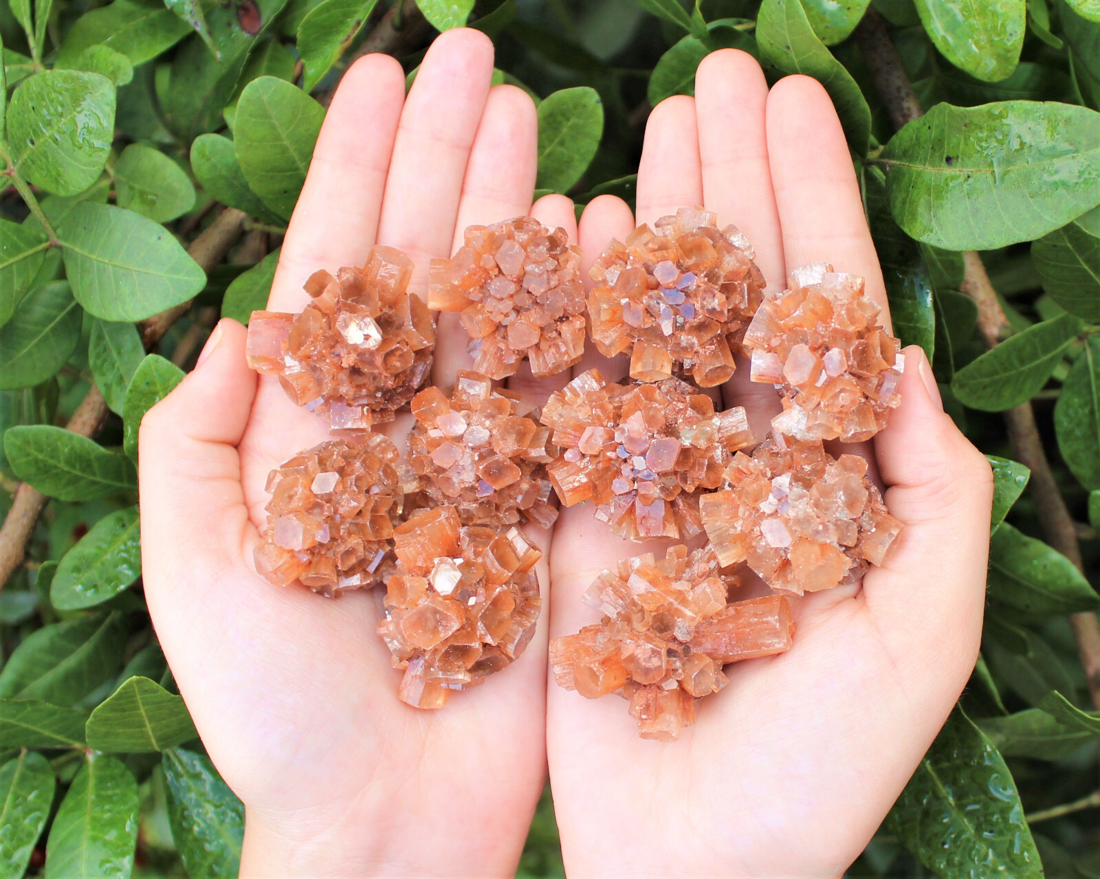 Mini Aragonite Cluster Box: 6 – 8 Pieces (Natural Aragonite Star Cluster)