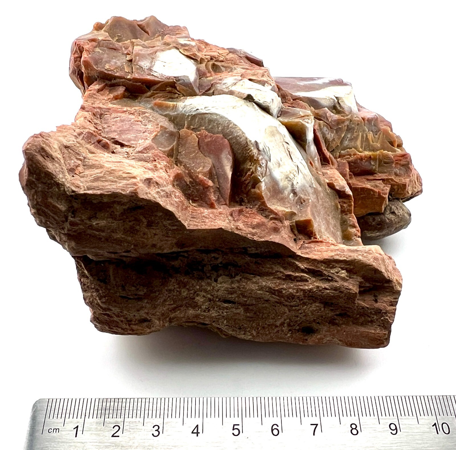 Loose Natural Stone – United States: Petrified Wood 2lb 3oz