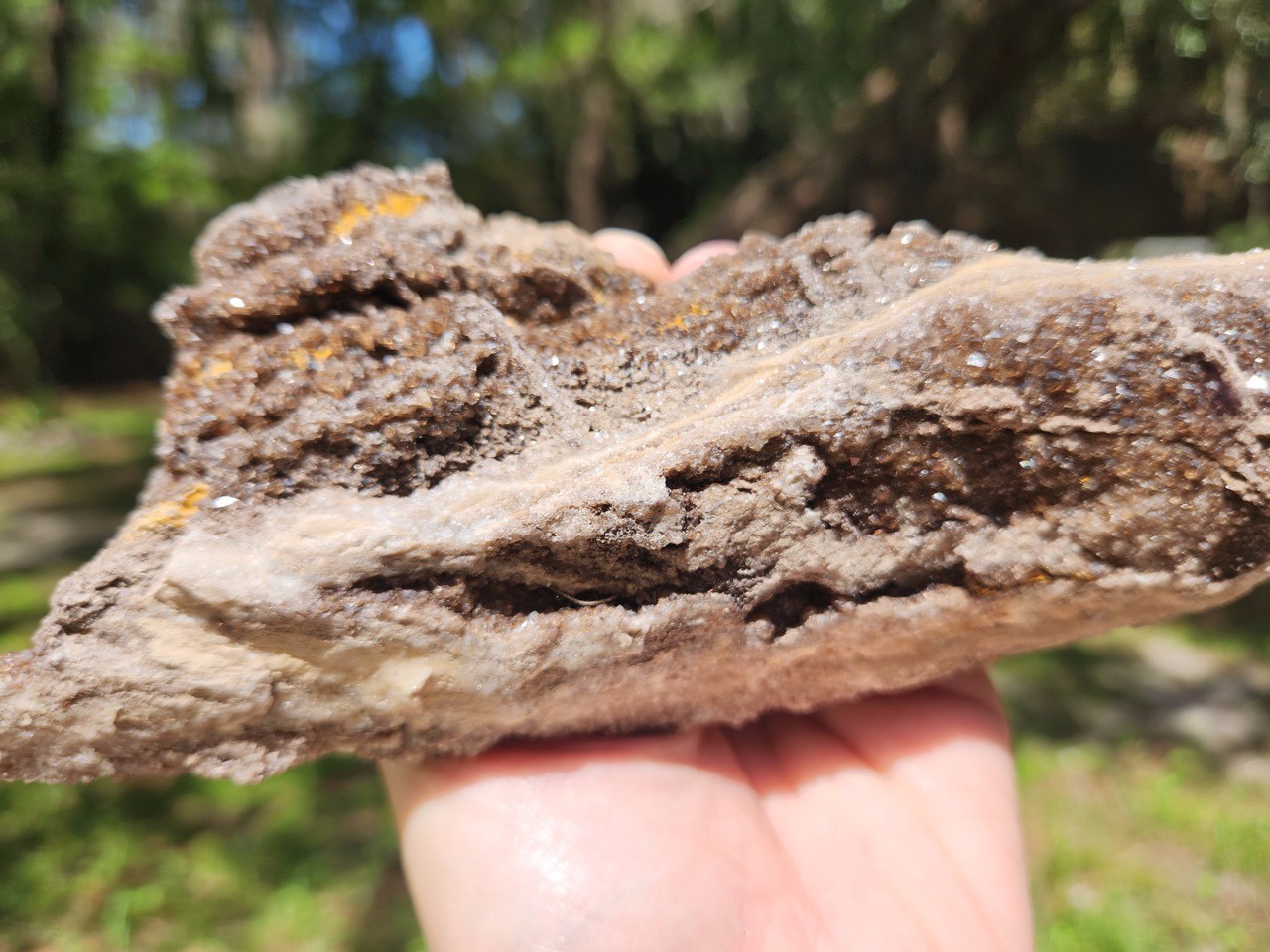 Brilliant Petrified Wood Limb Cast Fossil Smoky Quartz Crystal Alabama
