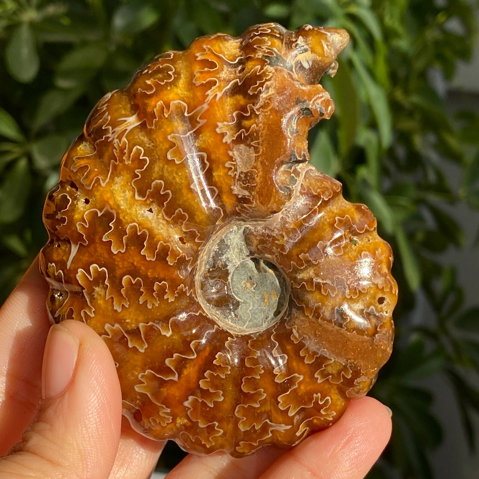200g Top Natural Horn Screw Fossil Ammonite Conch Crystal Specimen Healing
