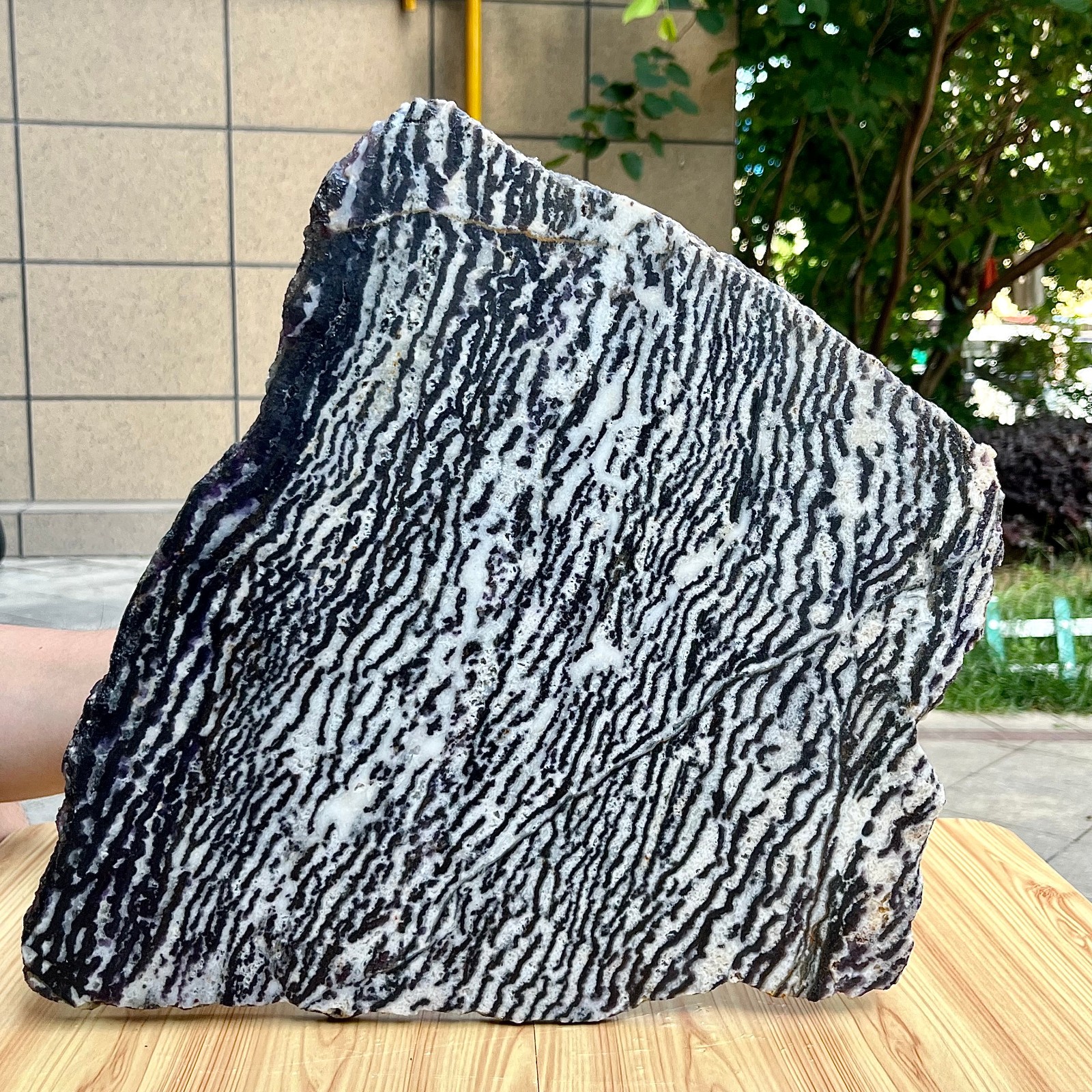 10.5 lb Polished Zebra Stone Freeform Slab Black White Stripe Crystal Specimen