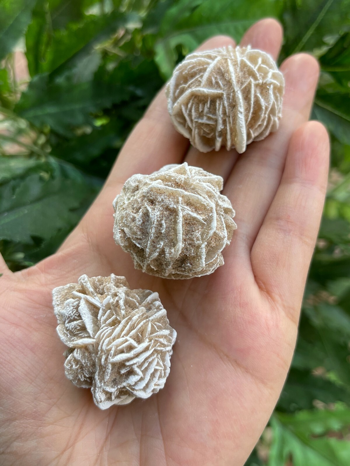 Desert Rose Selenite, 1.25-1.75 Inch Desert Gypsum Rose, Wholesale Bulk Lot