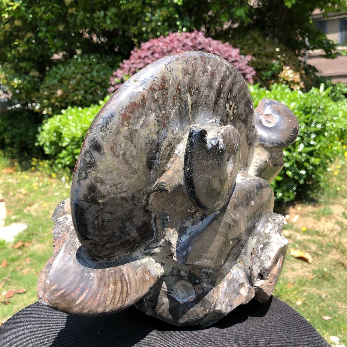 18.15LB Natural Beautiful Ammonite Fossil Conch Crystal Specimen Healing 5101