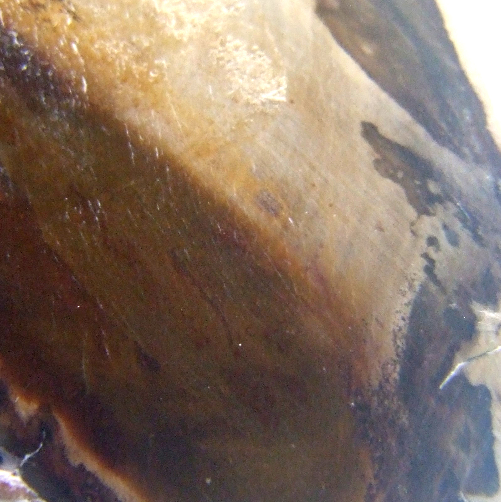 Fossil Petrified Wood Slice Madagascar Polished 4.5cm x 3cm 14g
