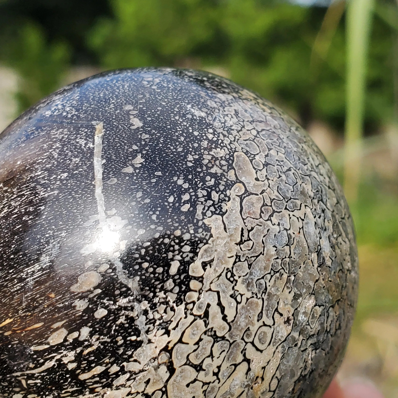 Dinosaur Gembone Dinobone Fossil Sphere Agatized Bone 220 Grams