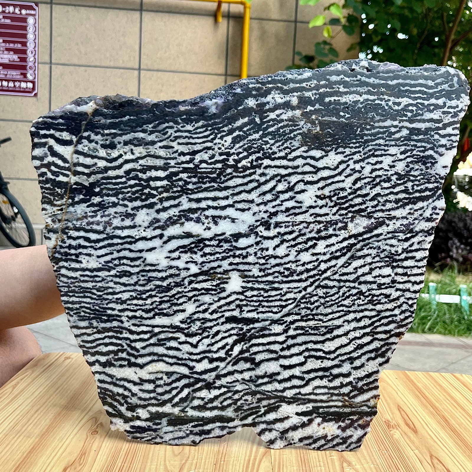 10.5 lb Polished Zebra Stone Freeform Slab Black White Stripe Crystal Specimen