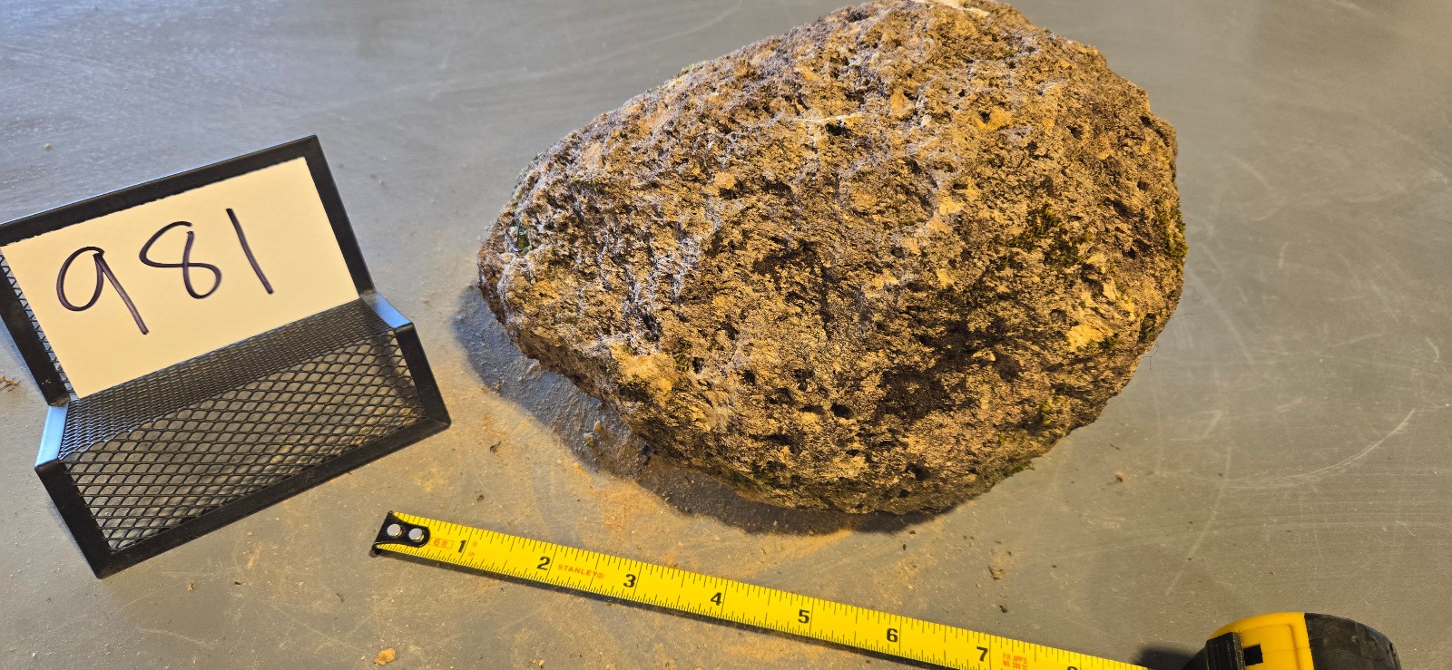 9″ Large Pumice Stone Floating Natural Rock Carnivorous Succulent Garden #981