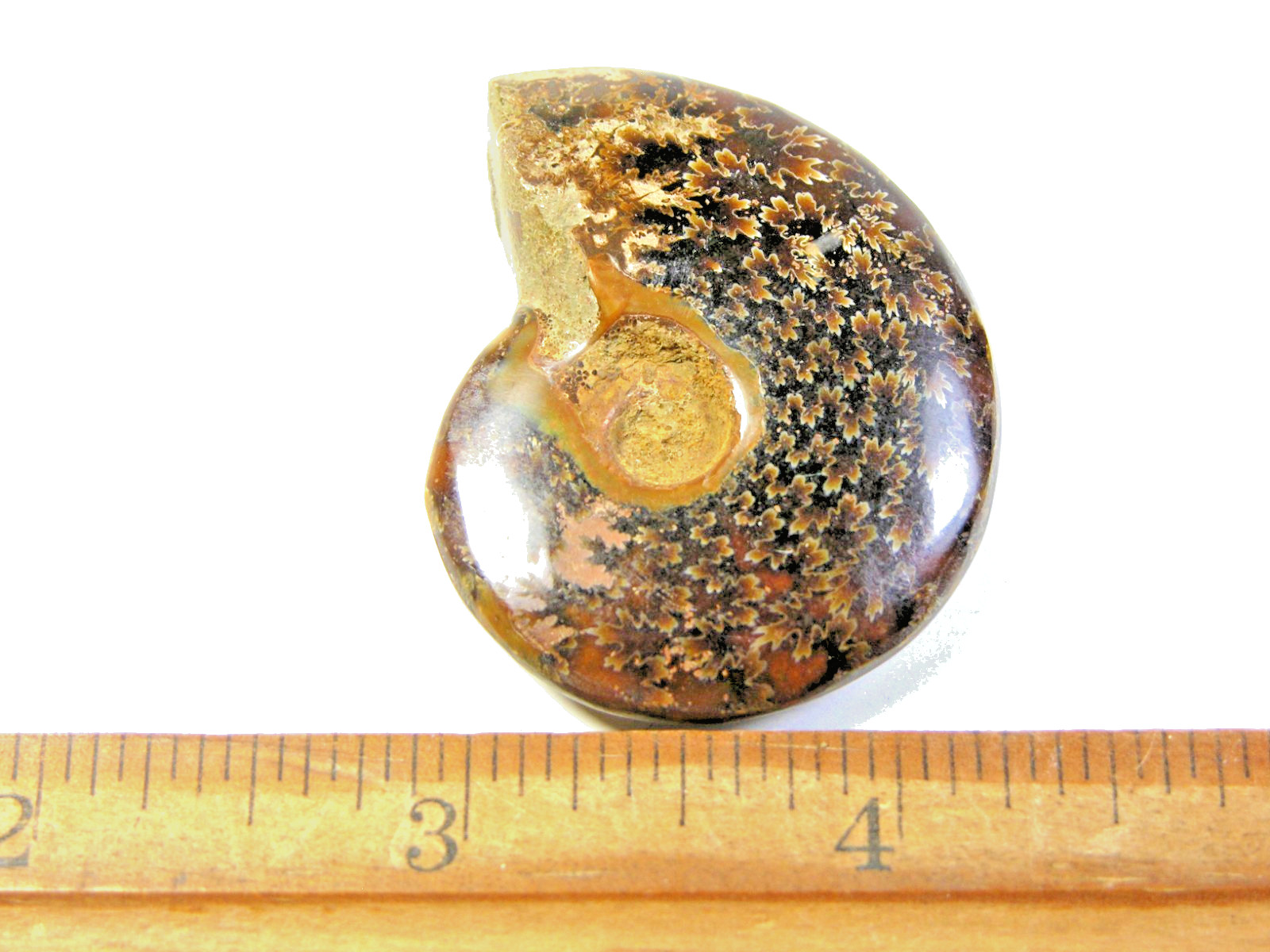 Ammonite fossil polished 1 1/2″ + showing suture &fire Madagascar ms38