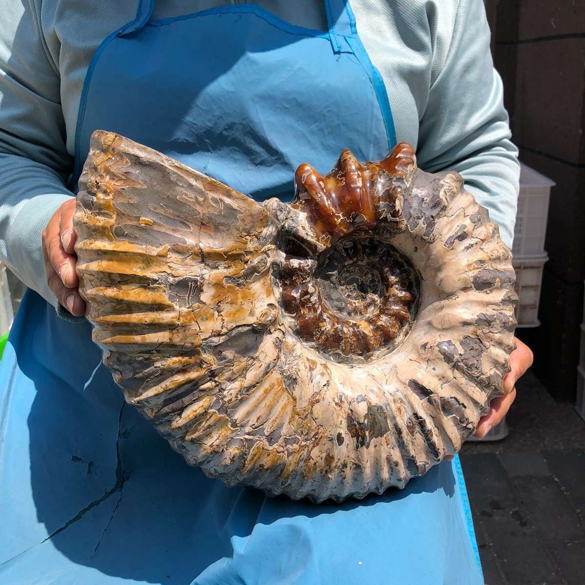 19.97LB Natural Beautiful Ammonite Fossil Conch Crystal Specimen Healing 5387