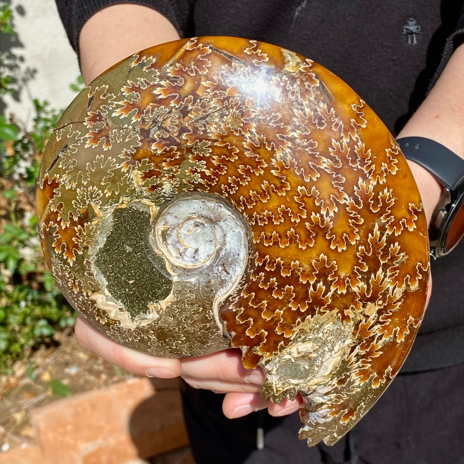 2.51LB Rare natural Natural conch fossil specimens of Madagascar