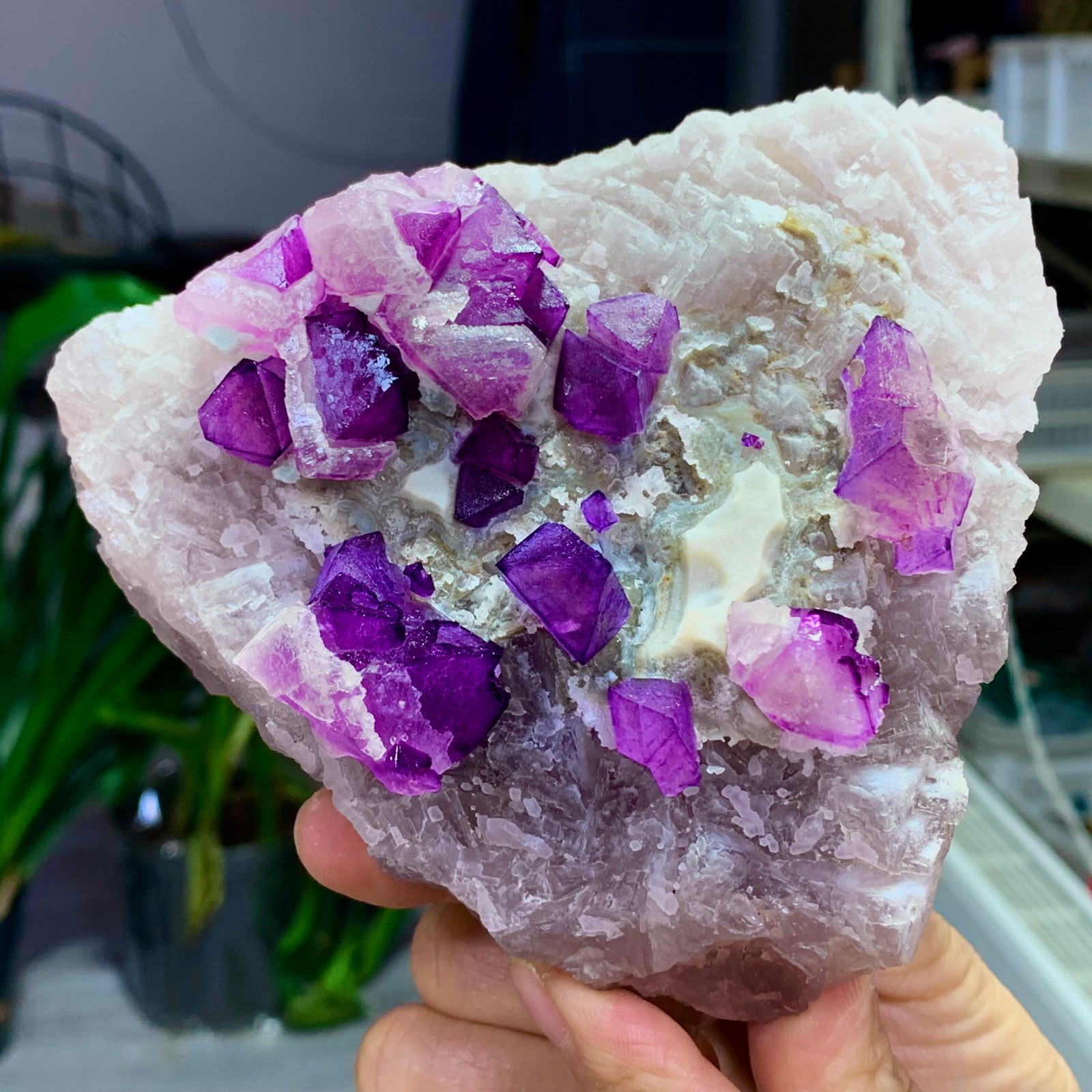 1.76LB Natural purple cubic fluorite mineral crystal sample/China
