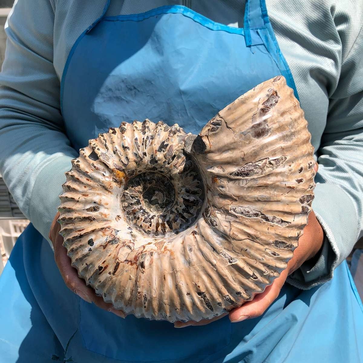 7.45LB Natural Beautiful Ammonite Fossil Conch Crystal Specimen Healing 5392