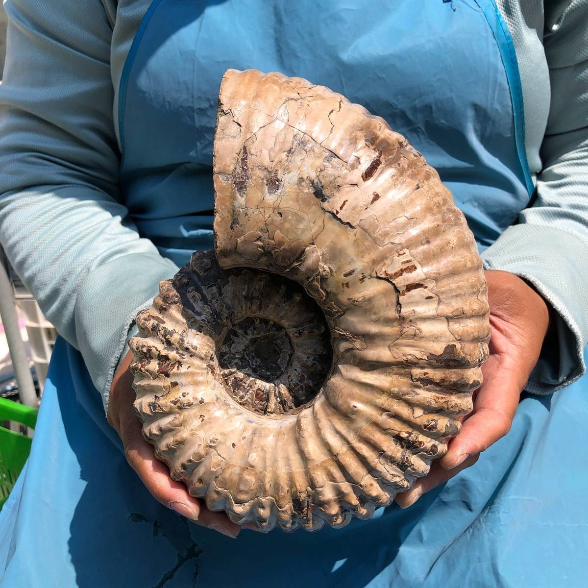 8.4LB Large Natural Beautiful Ammonite Fossil Conch Crystal Specimen Healing