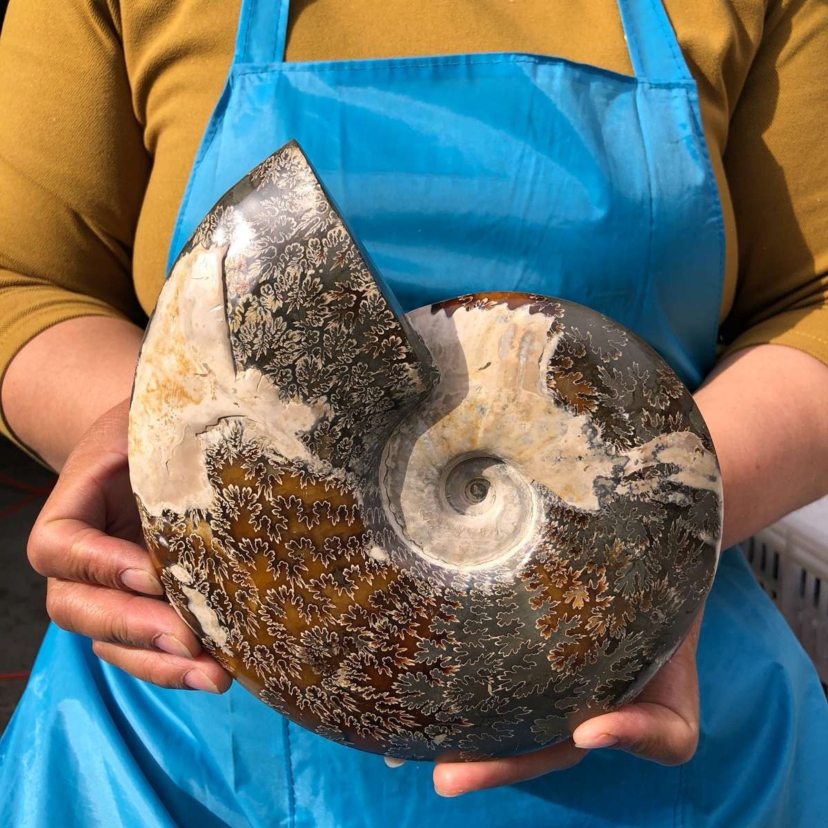 3.52LB Natural Beautiful Ammonite Fossil Conch Crystal Specimen Healing 4628